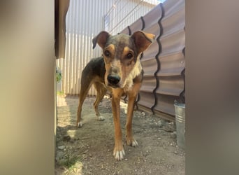 AIKA - sanfte, bildhübsche Hündin sucht Geduld & Vertrauen