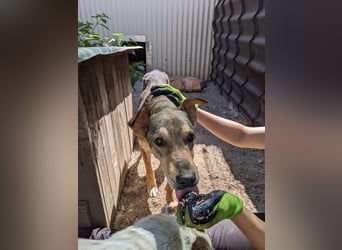 AIKA - sanfte, bildhübsche Hündin sucht Geduld & Vertrauen