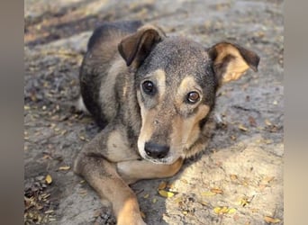 AIKA - sanfte, liebenswerte Hündin sucht Geduld & Vertrauen