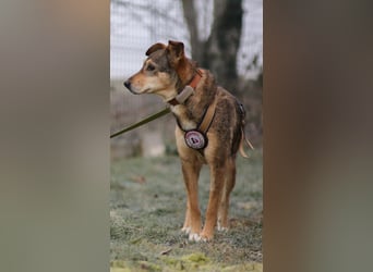 lernwillige AIKA sucht ihr Zuhause