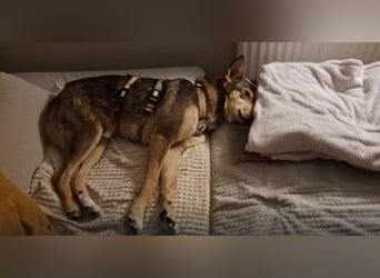 AIKA - liebenswerte Seniorin sucht ihr eigenes Zuhause