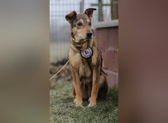 AIKA - sanfte, bildhübsche Hündin sucht Geduld & Vertrauen