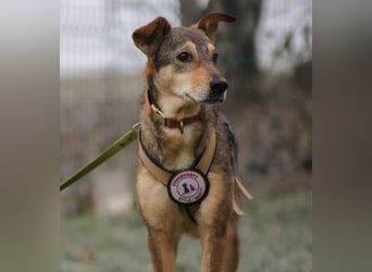 lernwillige AIKA sucht ihr Zuhause