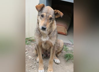 AIKA - sanfte, bildhübsche Hündin sucht Geduld & Vertrauen