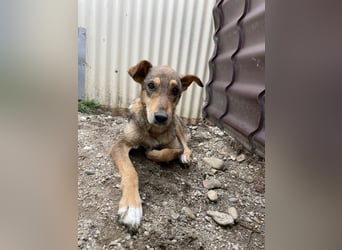 lernwillige AIKA sucht ihr Zuhause