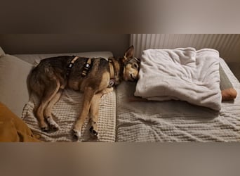 lernwillige AIKA sucht ihr Zuhause