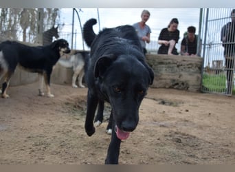 lieber Andrea wartet auf seine Chance auf ein sein Zuhause