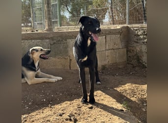 lieber Andrea wartet auf seine Chance auf ein sein Zuhause