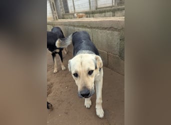lieber Pippo wünscht sich sein Zuhause zum ankommen