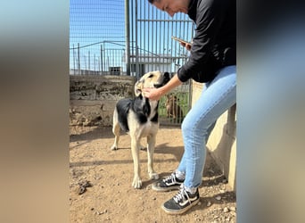 lieber Pippo wünscht sich sein Zuhause zum ankommen