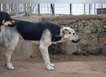 lieber Pippo wünscht sich sein Zuhause zum ankommen