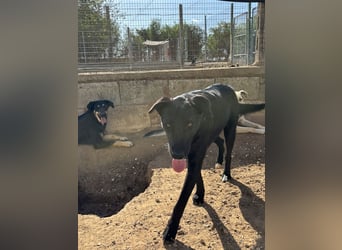 lieber Andrea wartet auf seine Chance auf ein sein Zuhause