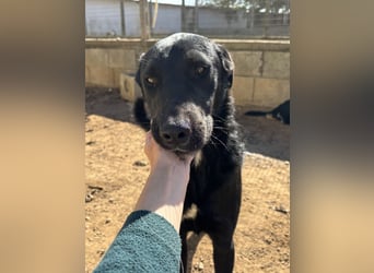 lieber Andrea wartet auf seine Chance auf ein sein Zuhause