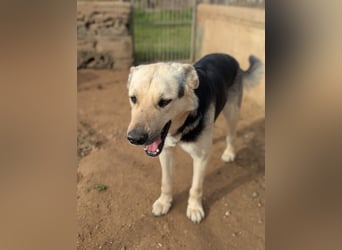 lieber Pippo wünscht sich sein Zuhause zum ankommen