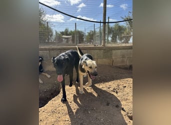 lieber Andrea wartet auf seine Chance auf ein sein Zuhause