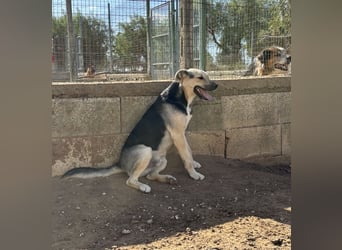 lieber Pippo wünscht sich sein Zuhause zum ankommen