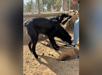 lieber Andrea wartet auf seine Chance auf ein sein Zuhause