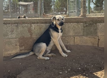 lieber Pippo wünscht sich sein Zuhause zum ankommen