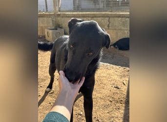 lieber Andrea wartet auf seine Chance auf ein sein Zuhause