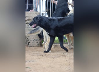 lieber Andrea wartet auf seine Chance auf ein sein Zuhause