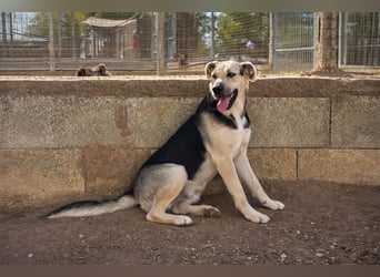 lieber Pippo wünscht sich sein Zuhause zum ankommen