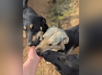 lieber Pippo wünscht sich sein Zuhause zum ankommen