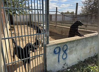 lieber Andrea wartet auf seine Chance auf ein sein Zuhause