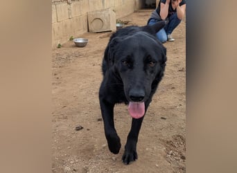 lieber Andrea wartet auf seine Chance auf ein sein Zuhause