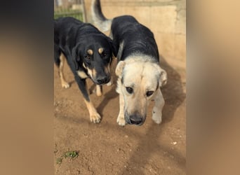 lieber Pippo wünscht sich sein Zuhause zum ankommen