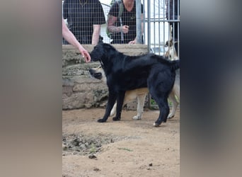 lieber Andrea wartet auf seine Chance auf ein sein Zuhause