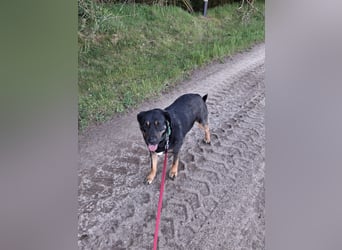  Treue Begleiterin Morgana 