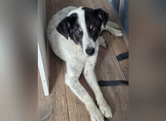 Toto sucht ein liebevolles Zuhause