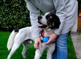 Toto sucht ein liebevolles Zuhause