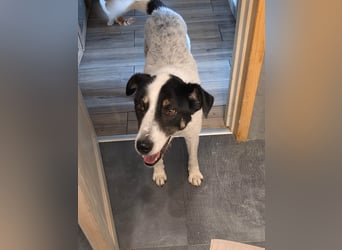 Toto sucht ein liebevolles Zuhause