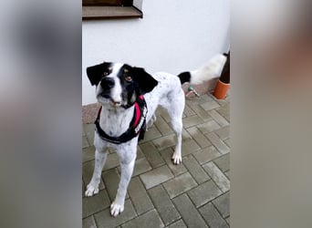 Toto sucht ein liebevolles Zuhause