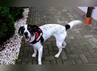 Toto sucht ein liebevolles Zuhause