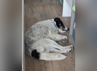 Toto sucht ein liebevolles Zuhause