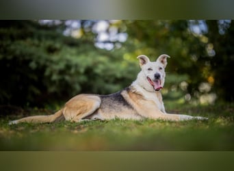 Paco - 6 Jahre Warten