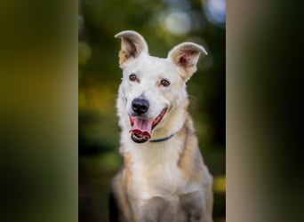 Paco - 6 Jahre Warten