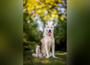 Paco - 6 Jahre Warten