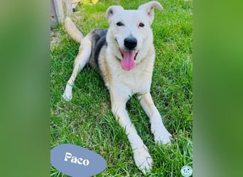 Paco - 6 Jahre Warten