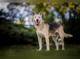 Paco - 6 Jahre Warten