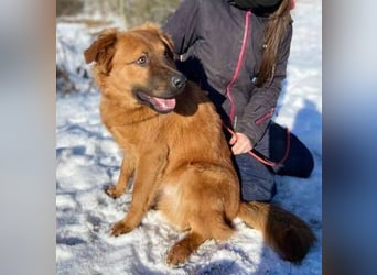 COLIN verspielter Hundejunge