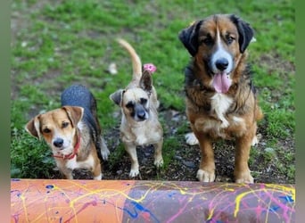 MISCHKA sucht Liebe