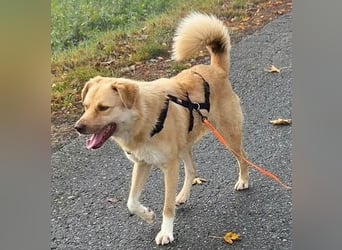 FUCHUR ist ein Traumhund