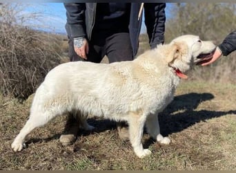 LUCY freut sich über jede Zuwendung