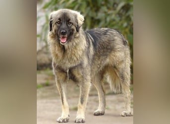 EMMA ist wunderschön