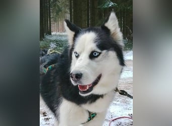 FELIX 2 ist wunderschön und lieb