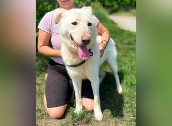 BIBI soll endlich ein schönes Zuhause haben
