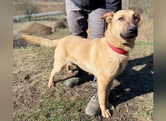 ANDRE wäre gerne dein treuer Begleiter